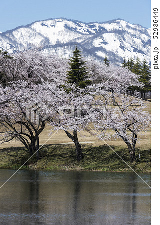 松が峯の桜 松が峯の桜 52986449