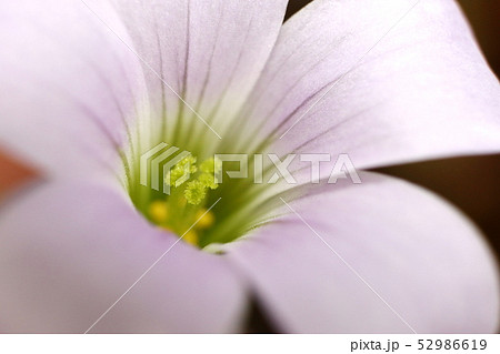 ムラサキノマイ ムラサキノマイ 52986619