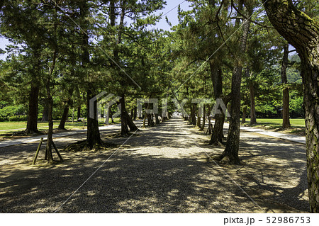 島根県出雲 出雲大社 松の参道 島根県出雲 出雲大社 松の参道 52986753