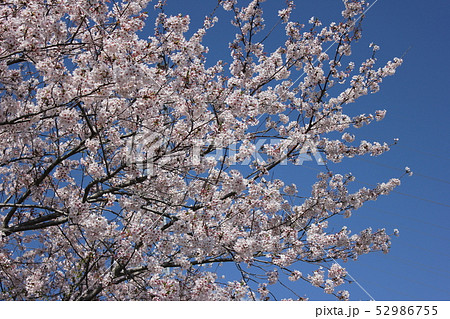 桜　＊＊＊　さくら　サクラ　SAKURA　＊＊＊ 52986755