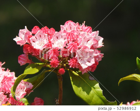 カルミア(アメリカシャクナゲ)の花と蕾 カルミア(アメリカシャクナゲ)の花と蕾 52986912