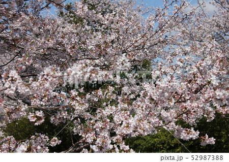 桜 *** さくら サクラ SAKURA *** 桜 *** さくら サクラ SAKURA *** 52987388