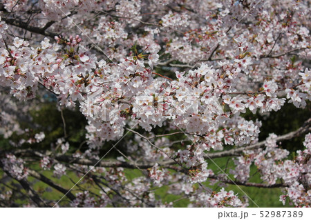 桜 *** さくら サクラ SAKURA *** 桜 *** さくら サクラ SAKURA *** 52987389