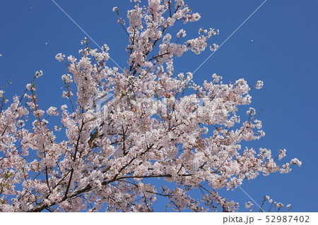桜 *** さくら サクラ SAKURA *** 桜 *** さくら サクラ SAKURA *** 52987402