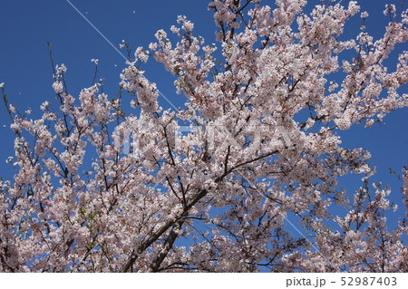 桜 *** さくら サクラ SAKURA *** 桜 *** さくら サクラ SAKURA *** 52987403