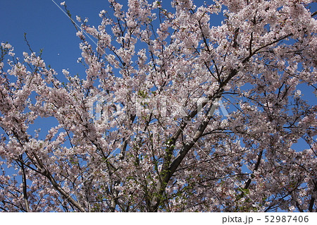 桜　＊＊＊　さくら　サクラ　SAKURA　＊＊＊ 52987406