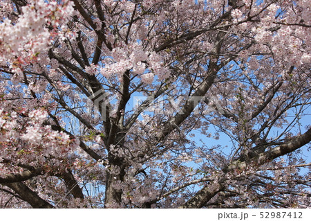 桜 *** さくら サクラ SAKURA *** 桜 *** さくら サクラ SAKURA *** 52987412