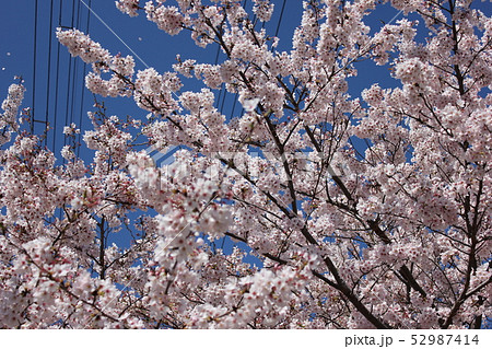 桜　＊＊＊　さくら　サクラ　SAKURA　＊＊＊ 52987414