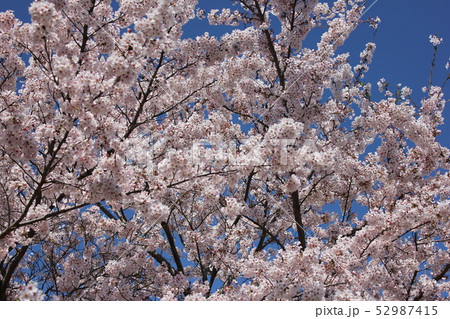 桜　＊＊＊　さくら　サクラ　SAKURA　＊＊＊ 52987415