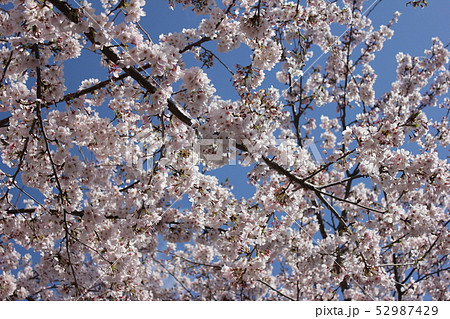 桜 *** さくら サクラ SAKURA *** 桜 *** さくら サクラ SAKURA *** 52987429