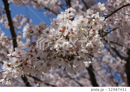 桜 *** さくら サクラ SAKURA *** 桜 *** さくら サクラ SAKURA *** 52987431