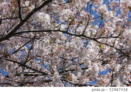 桜 *** さくら サクラ SAKURA *** 桜 *** さくら サクラ SAKURA *** 52987438