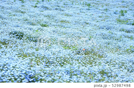 青い絨毯の写真素材 青い絨毯の写真素材