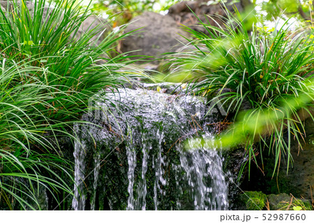 日本庭園の落水 日本庭園の落水 52987660