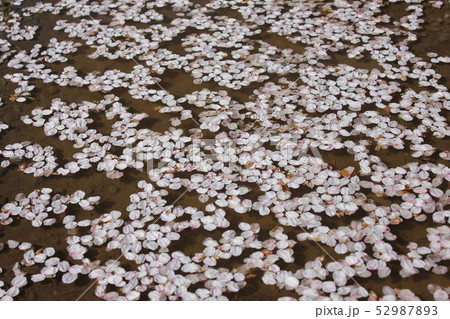 桜　＊＊＊　さくら　サクラ　SAKURA　＊＊＊ 52987893