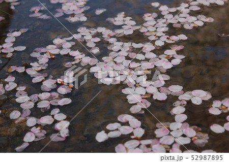 桜　＊＊＊　さくら　サクラ　SAKURA　＊＊＊ 52987895