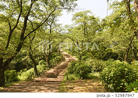 弘法山公園 ハイキング 弘法山公園 ハイキング 52987947