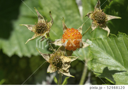 カジイチゴの実 カジイチゴの実 52988120