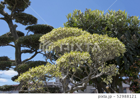 ドウダンツツジの花 52988121