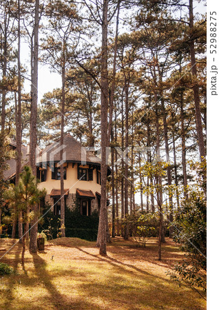 French Colonial House evening sun light and pine 52988275