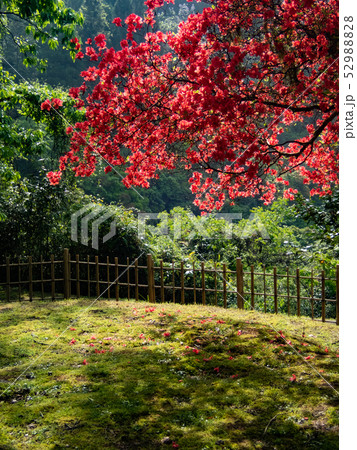 赤いつつじ 52988828