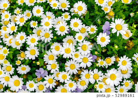 5,296,277 Flower Field Images, Stock Photos, 3D objects, & Vectors