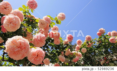 Rose 薔薇 バラ Rose 薔薇 バラ 52989236