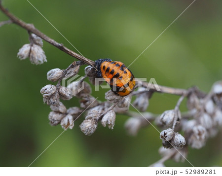 ナナホシテントウのさなぎ 52989281