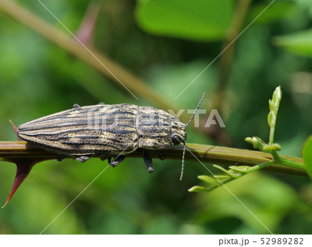 ウバタマムシ 52989282