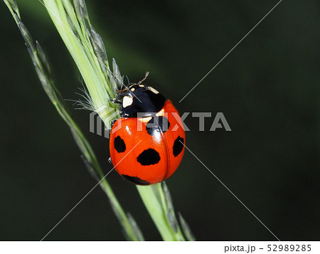 ナナホシテントウ 52989285