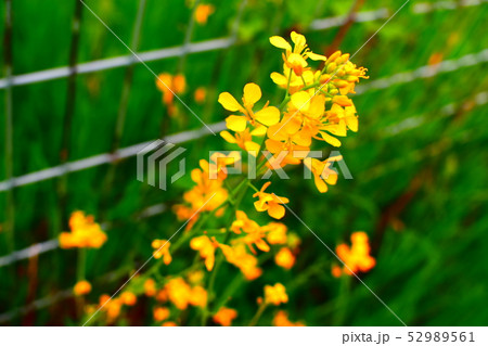 タンポポ 52989561