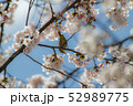 桜と目白 52989775