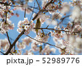 桜と目白b 52989776