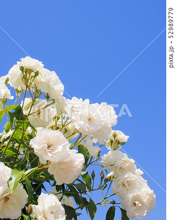 Rose　バラ　薔薇　シュネービッチェン 52989779