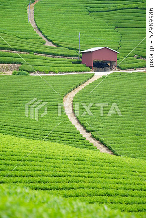 京都府和束・石寺地区の茶畑１（縦４） 52989986