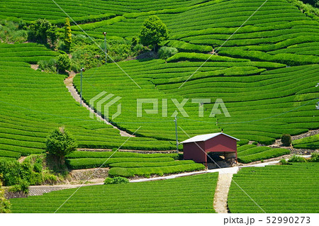 京都・宇治茶の里和束・石寺２７ 52990273