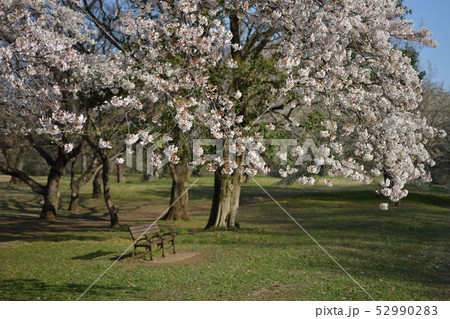 「三鷹市」春の野川公園・桜 52990283