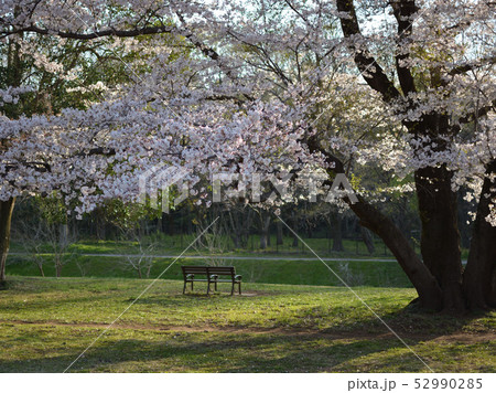 「三鷹市」春の野川公園・桜 52990285