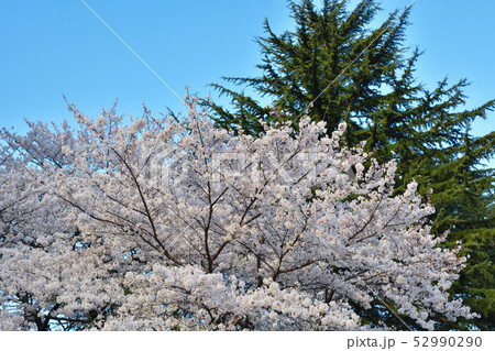 「三鷹市」春の野川公園・桜 52990290