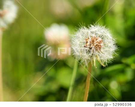 タンポポの綿毛の写真素材