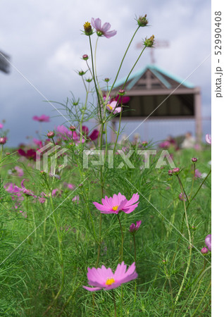 コスモス園 神戸総合運動公園 コスモスの丘の写真素材