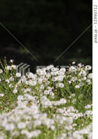 フキの種 フキの種 52990712