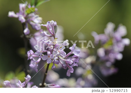 フジモドキ 52990715