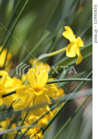 キズイセン キズイセン 52990830