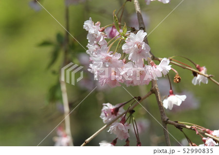 八重紅枝垂れ桜 52990835