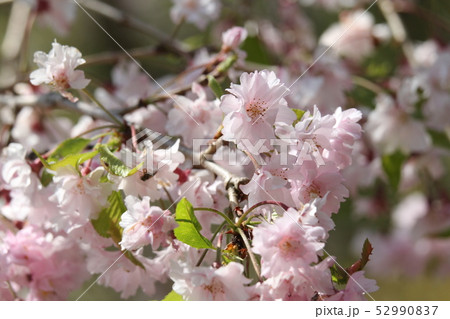 八重紅枝垂れ桜 52990837