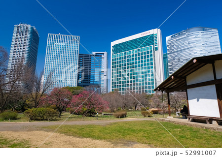 浜離宮恩賜庭園 花木園 52991007