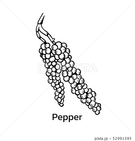 Black Pepper Vector Illustration のイラスト素材