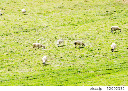 フィールドに放牧され草を食べる羊たち フィールドに放牧され草を食べる羊たち 52992332