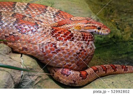 Eastern Corn Snake (Pantherophis guttatus) 52992802